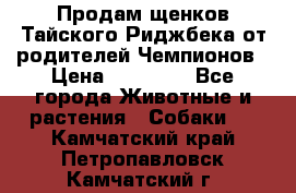 Продам щенков Тайского Риджбека от родителей Чемпионов › Цена ­ 30 000 - Все города Животные и растения » Собаки   . Камчатский край,Петропавловск-Камчатский г.